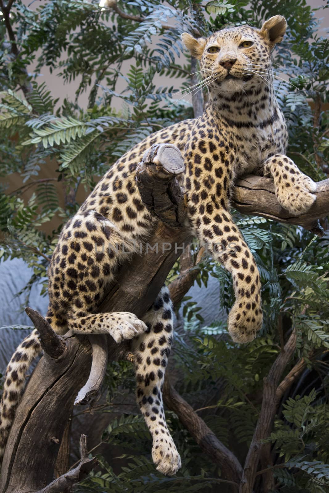 a lazy leopard in a tree.