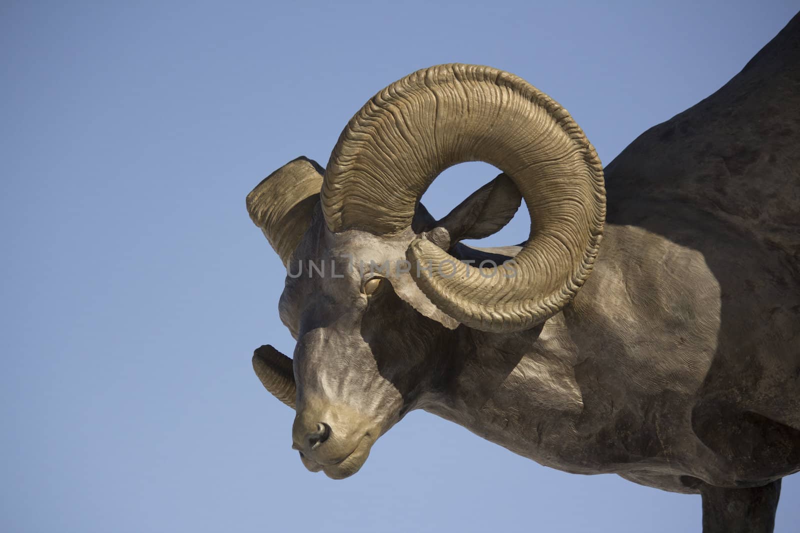 Bronze big horn sheep statue by jeremywhat