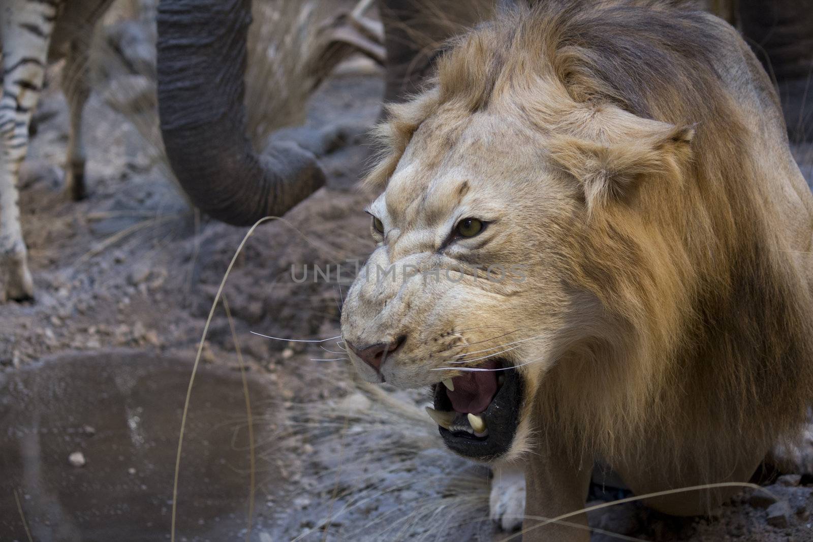 a big scary lion showing his teeth