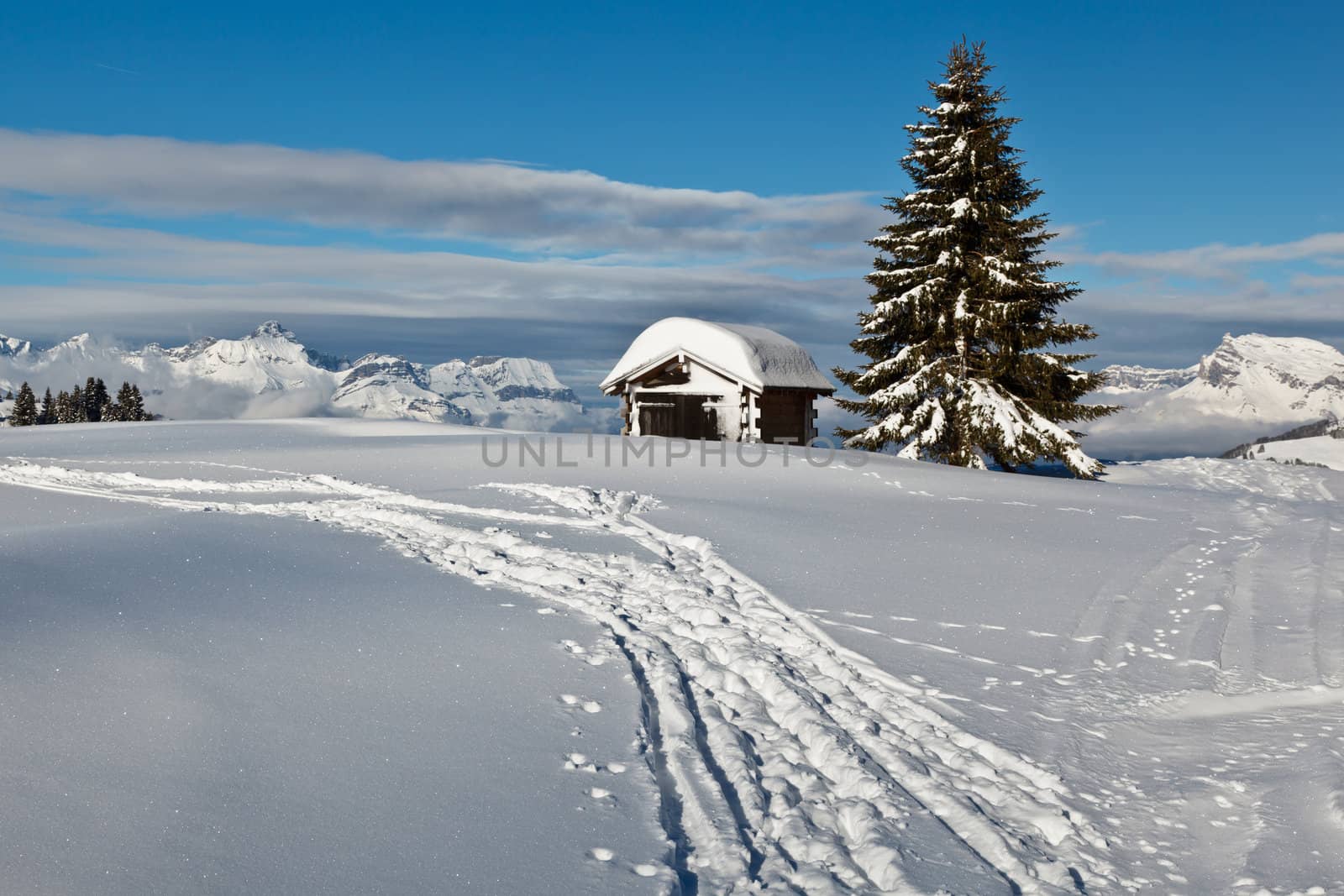 Small Hut and Fir Tree on the Top of the Mountain in French Alps