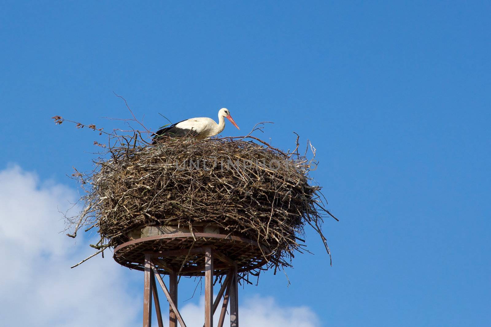 a mother white stork bird on a chimney  by artush