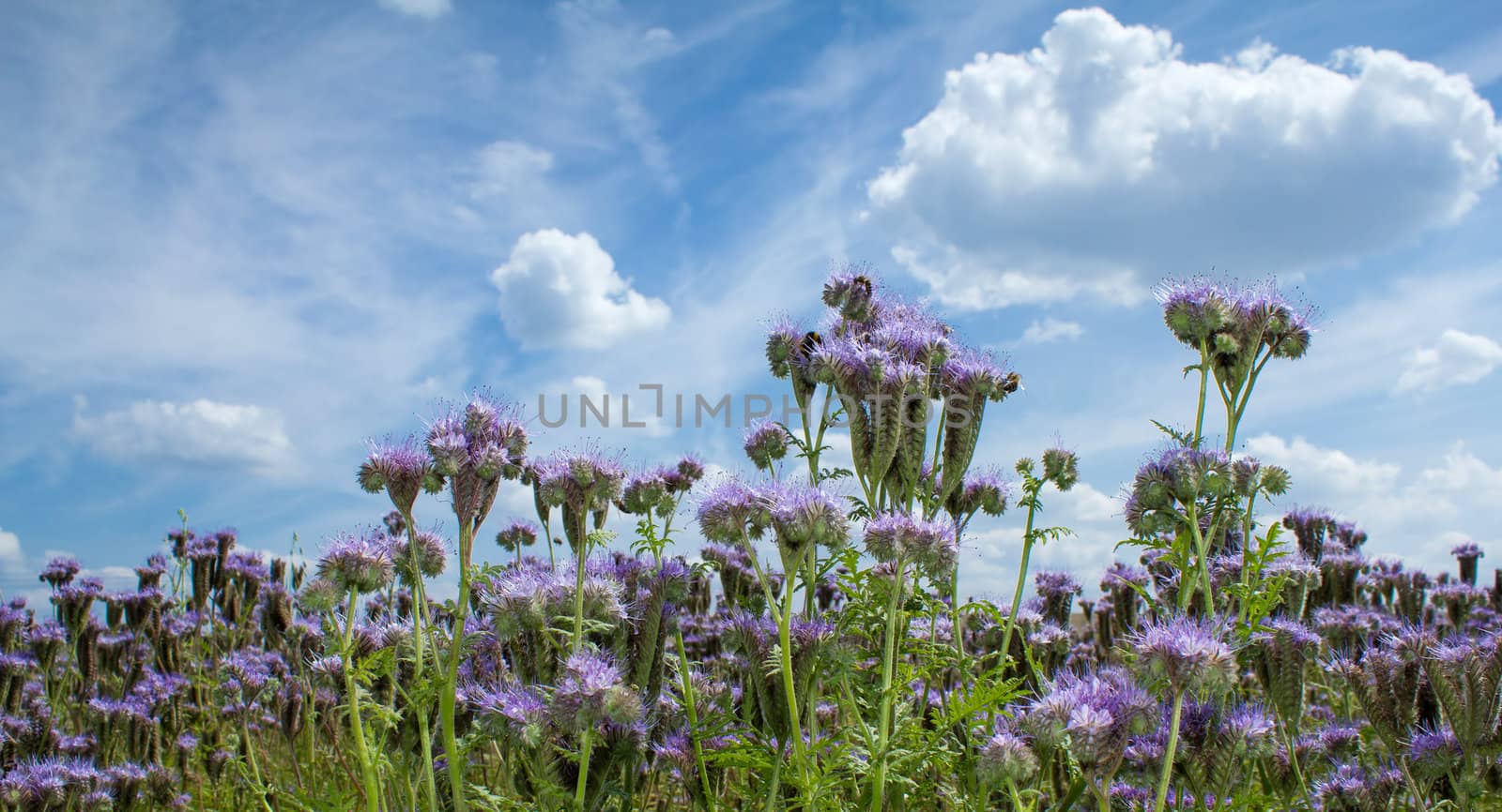 HDR natural summer scenery with Purple lucerne field and bumble bee