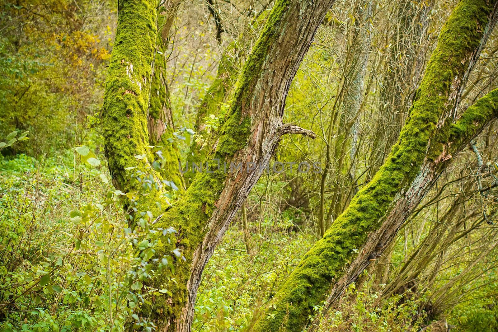 Bright Green Moss (bryophytes) on tree trunks by artush