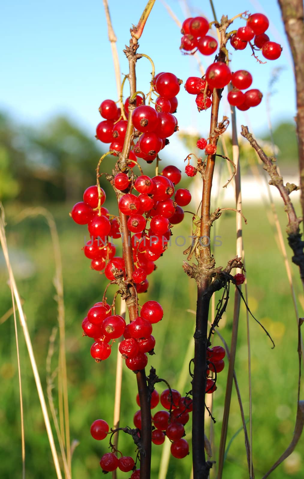 red currant by sarkao