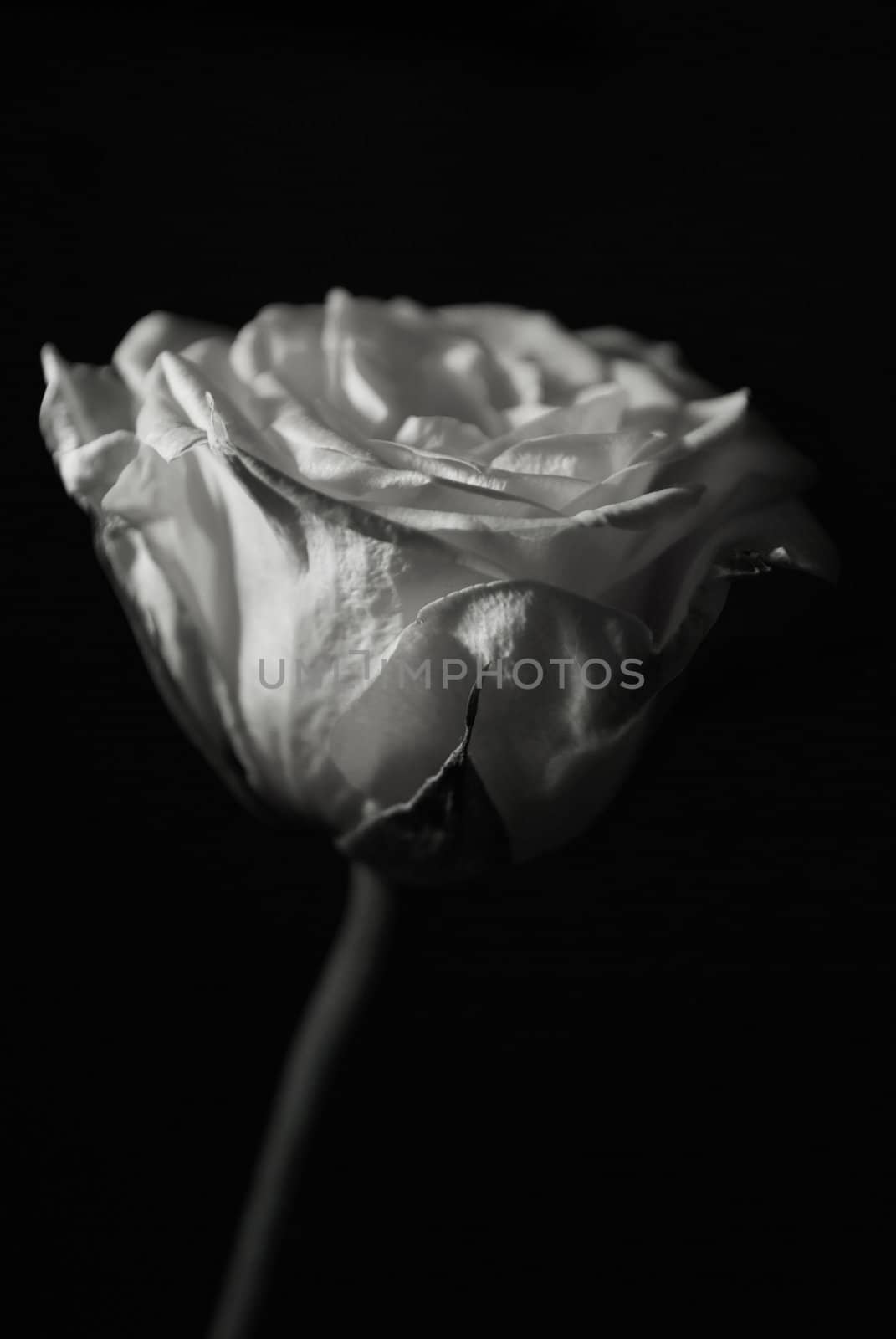 detail picture of a rose