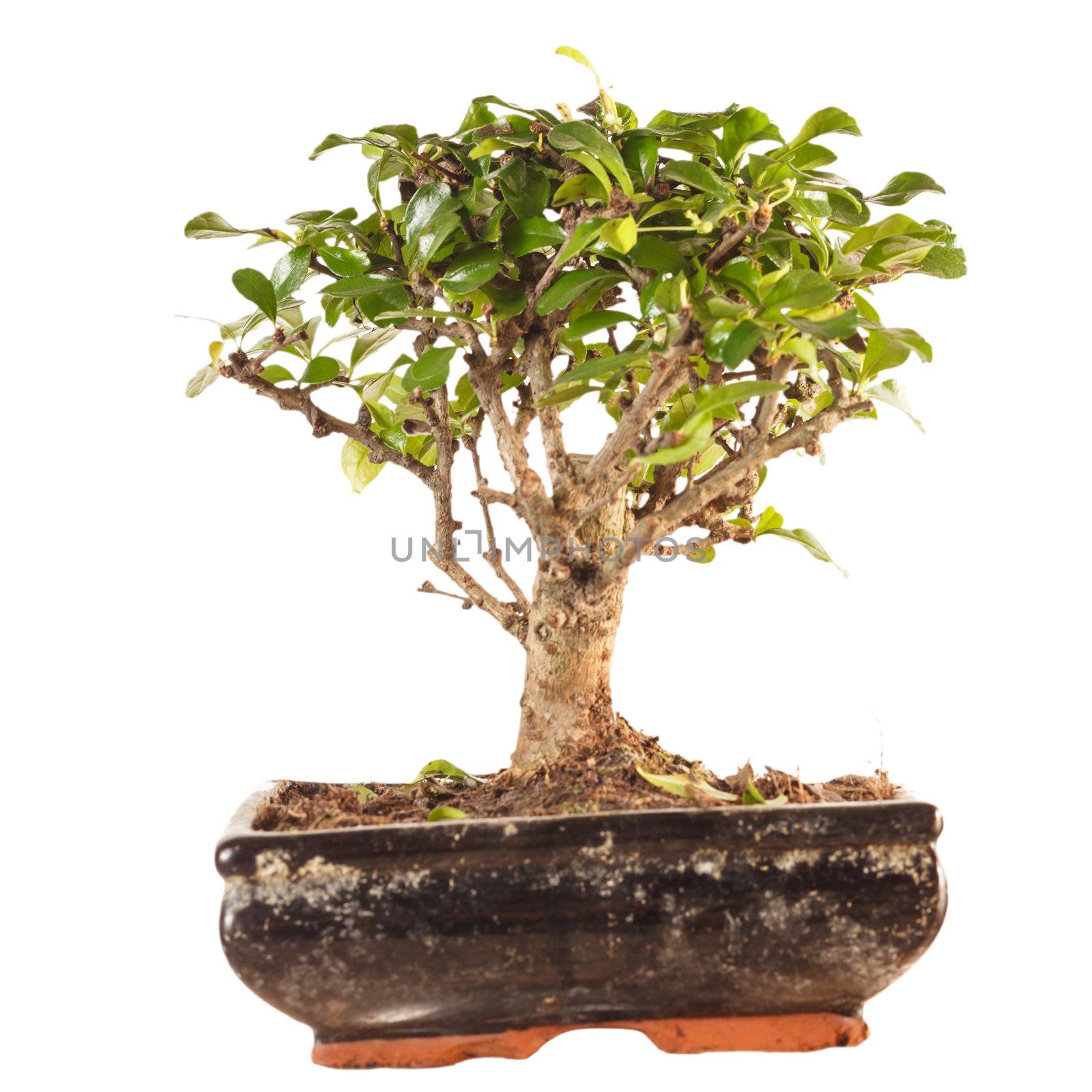  bonsai tree by shebeko