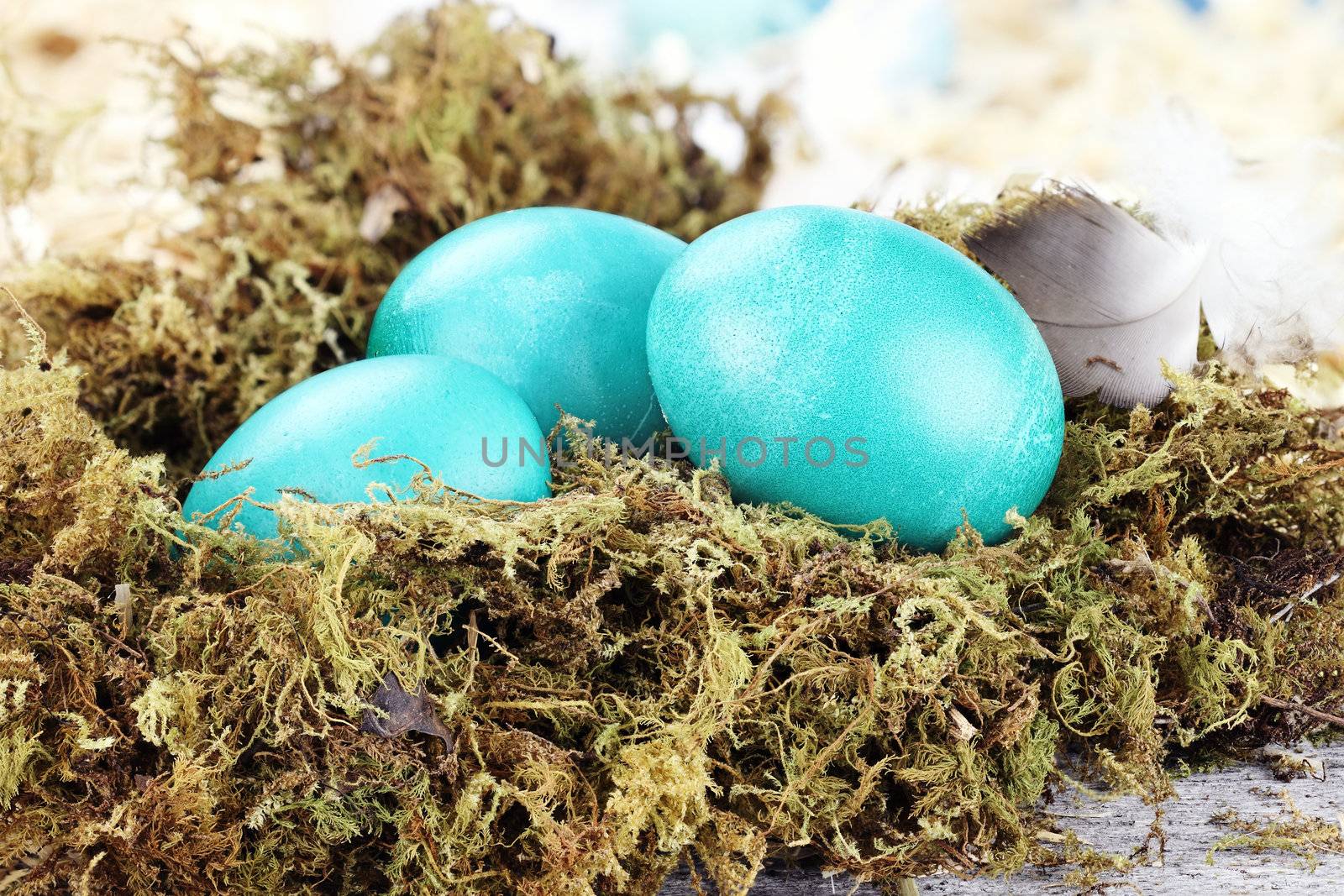 Blue colored Easter eggs lying on a rustic background in a nest of moss.