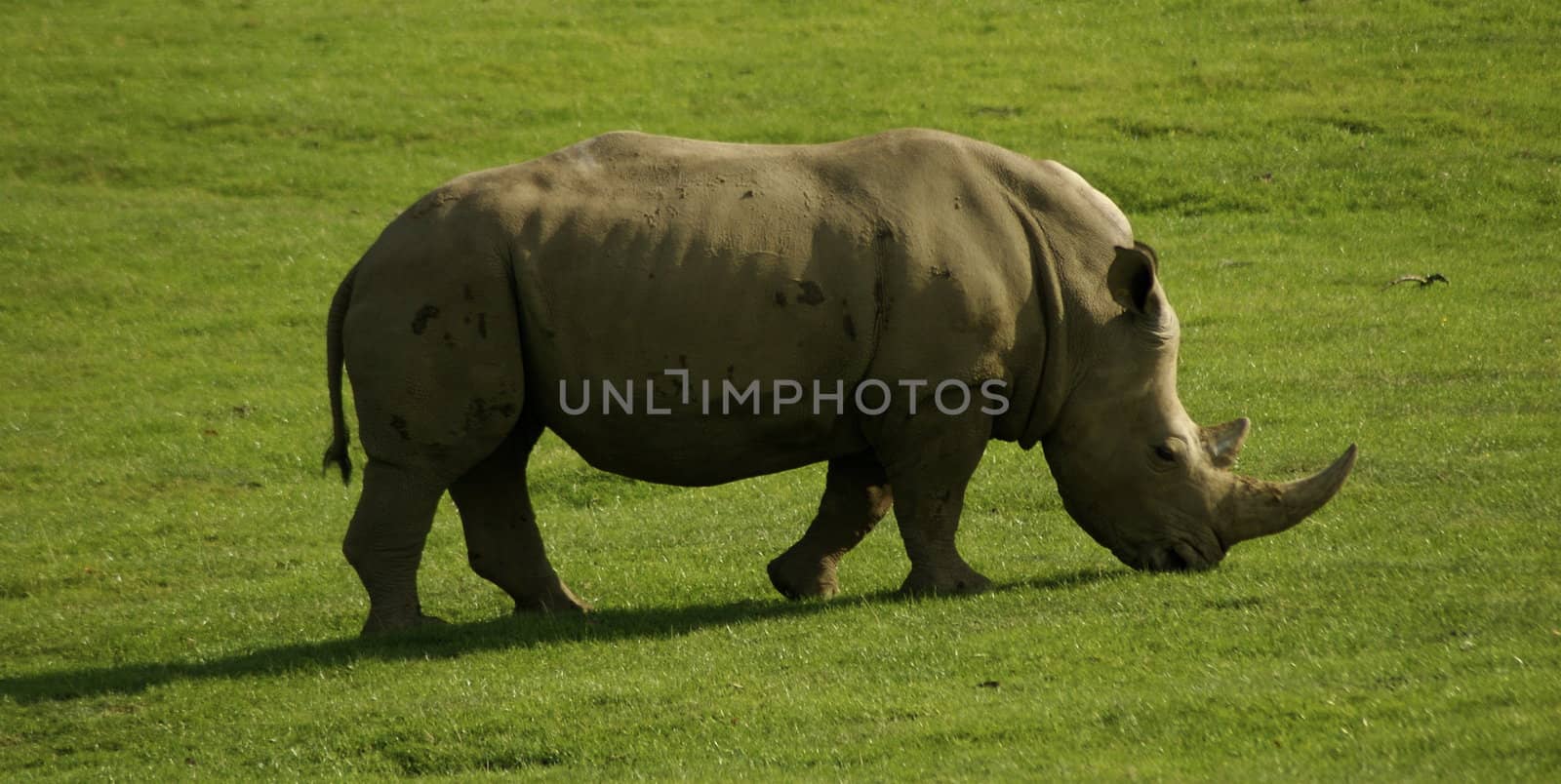 Solo walking Rhinoceros against green grass, taken profile on with horn apparent.







Solo Rhinocerous walking profile on against a green grass back ground.







Solo Rhinocerous