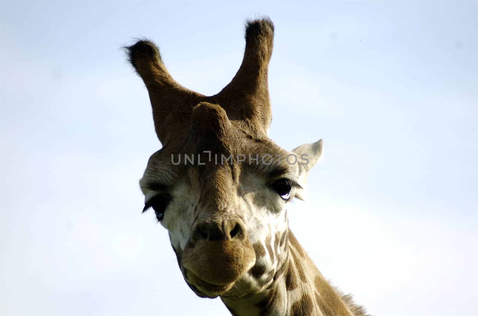 Close up of Giraffe's face against very pale sky. Horns, spots and eyelashes featured.  Giraffe is lookinh straight into the camera.