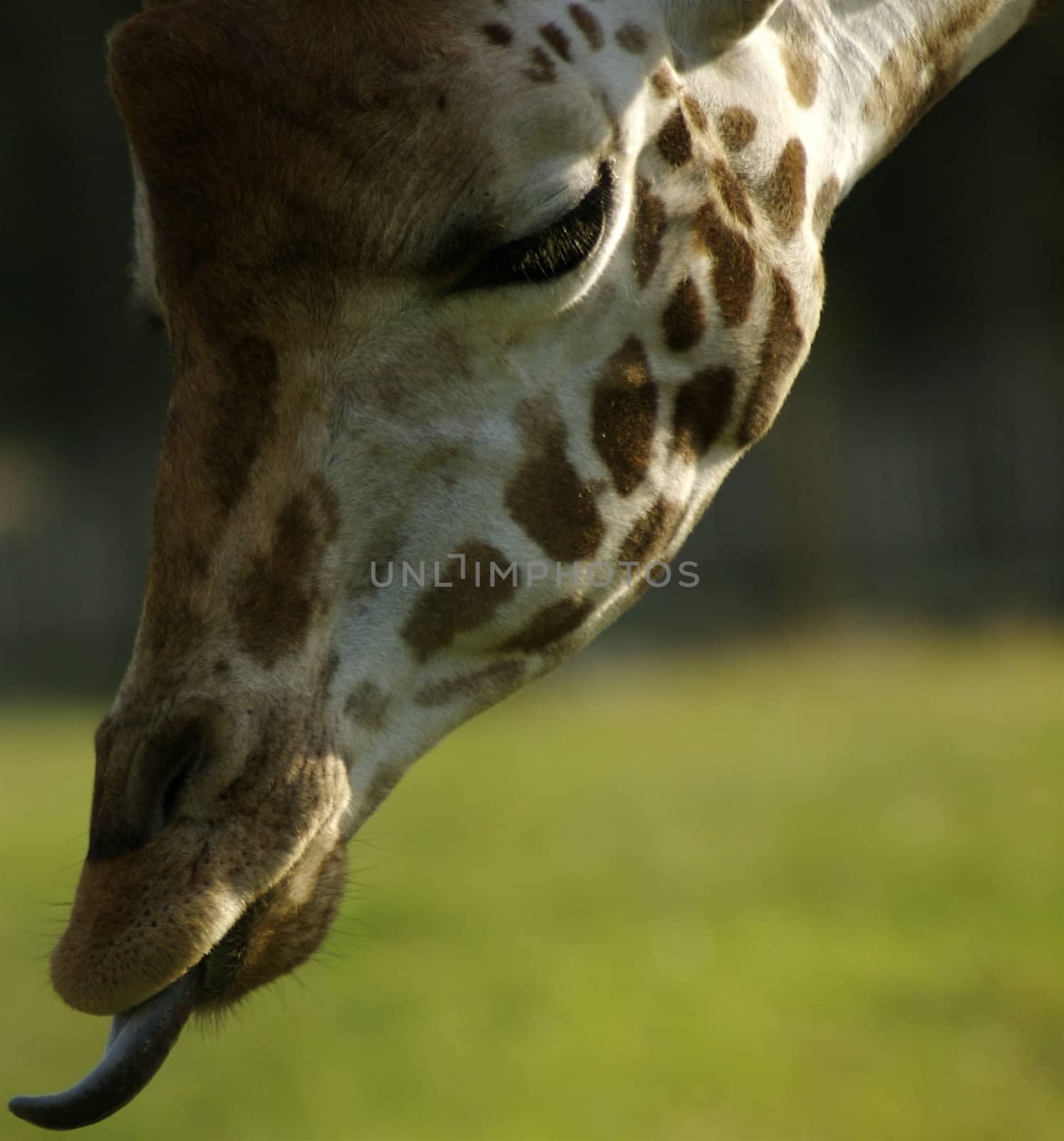 Close up of Giraffe's head, showing it's face in profile with left eye....and it's tongue out.
