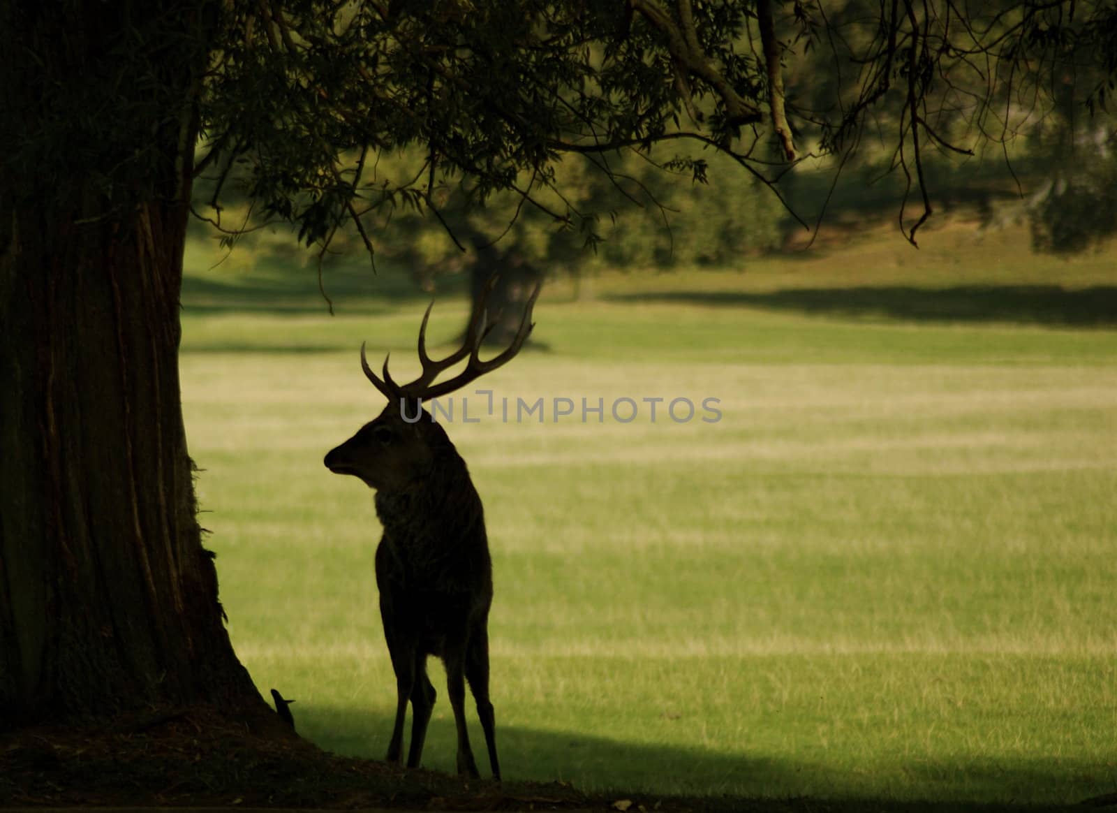 Stag standing under the shade of a tree in silhouette, with antlers visible, with copy space.