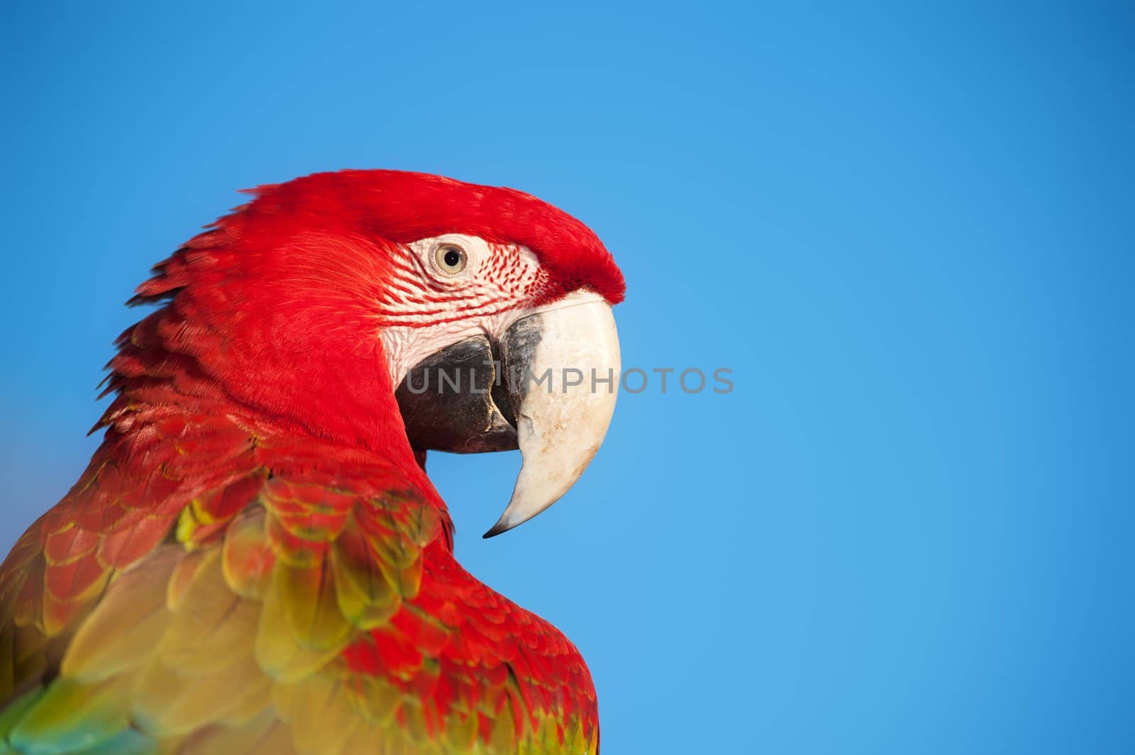 Macaw portrait with copy space.