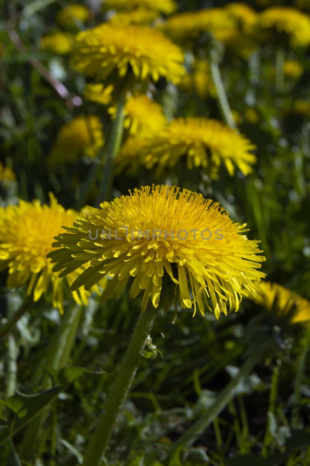 A lot of dandelion flowers in a green meadow