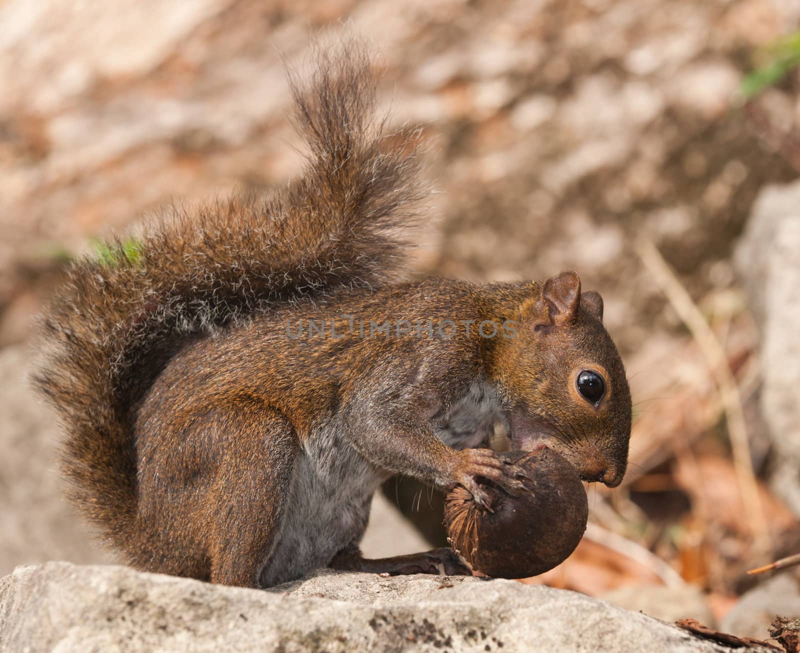Squirrel eating nut in Belize, Central America.