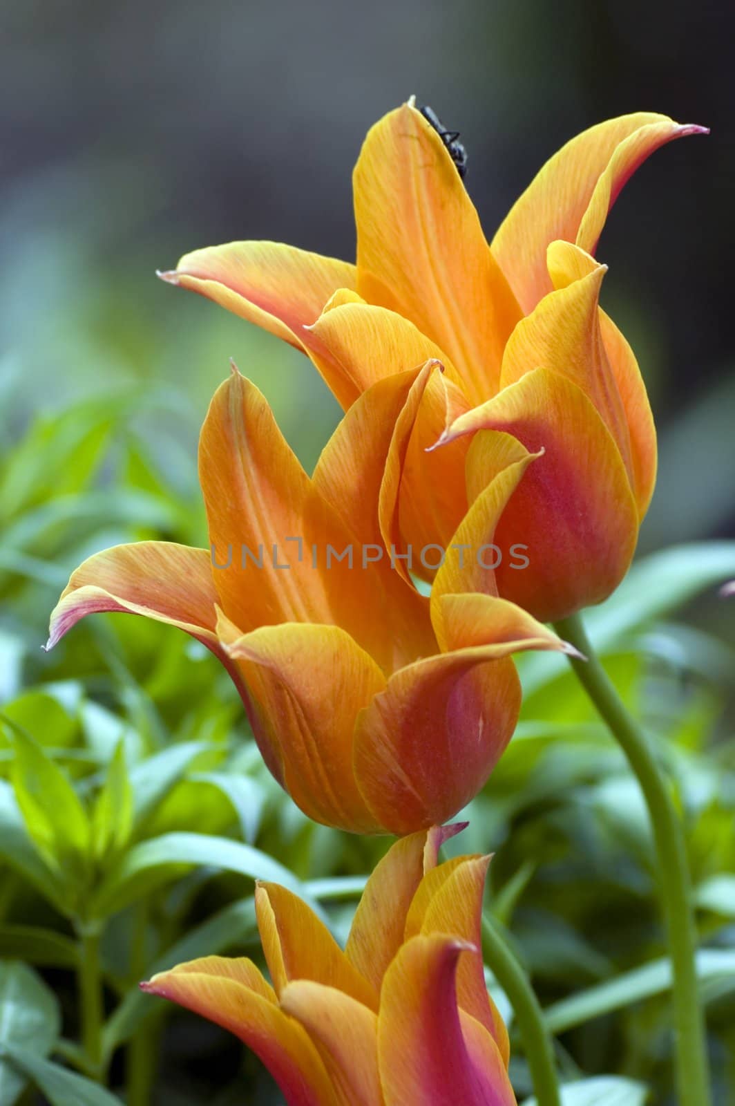 close up of oranfe tulips on green background