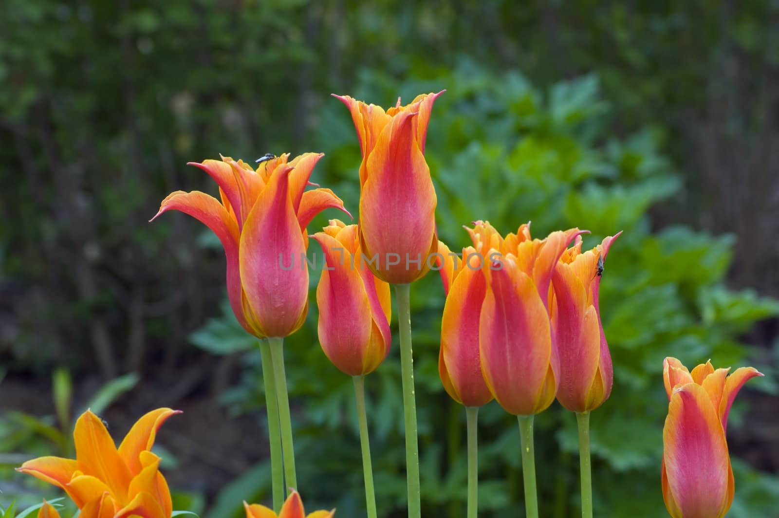 close up of orange tulips on green background