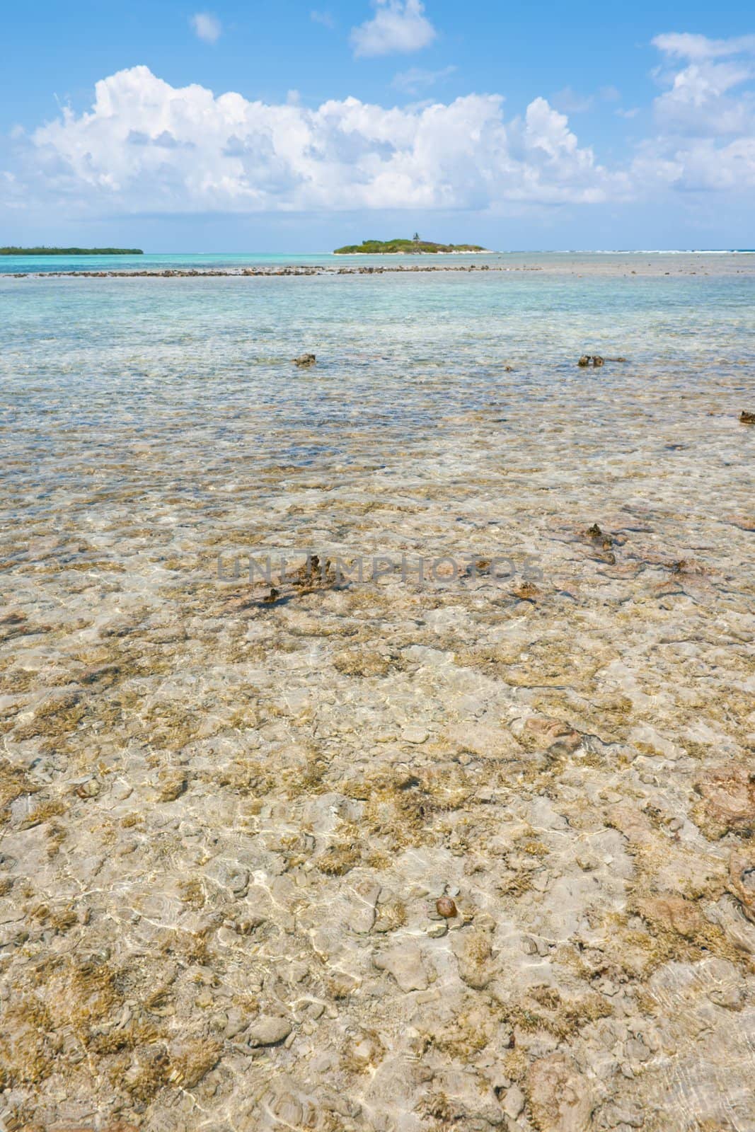 Coral reef, Turneffe atoll, Belize.