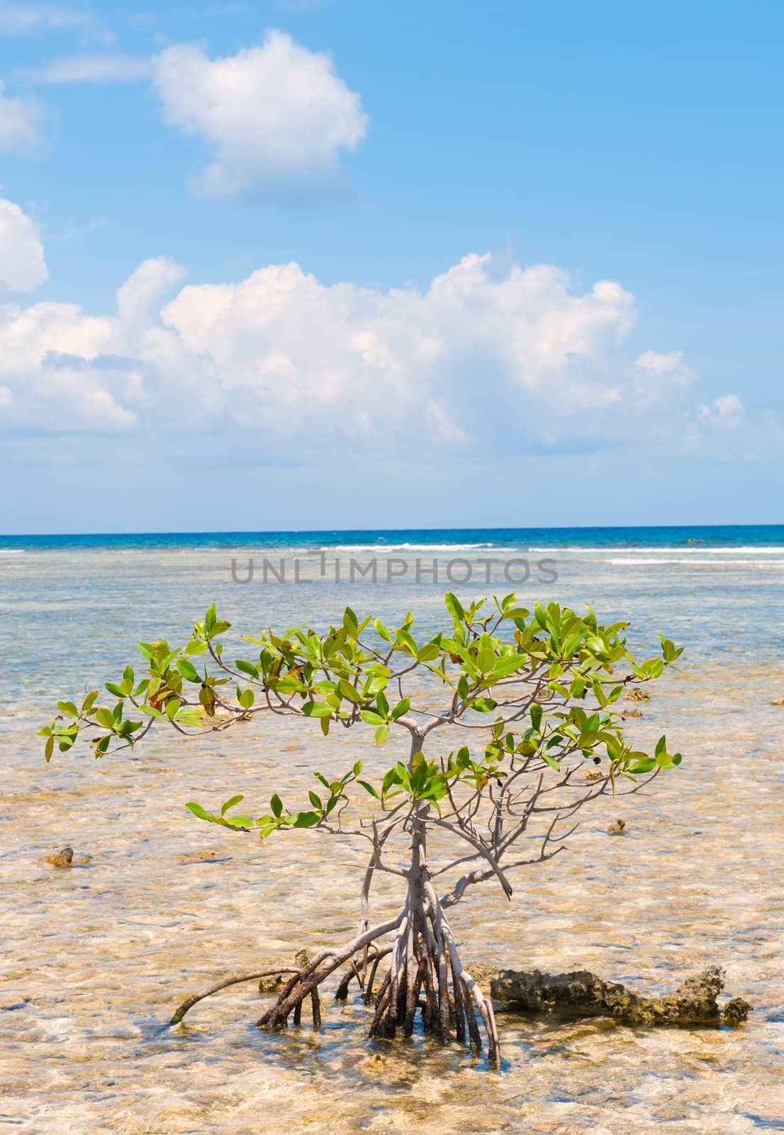 Lone mangrove in Turneffe atoll, Belize.