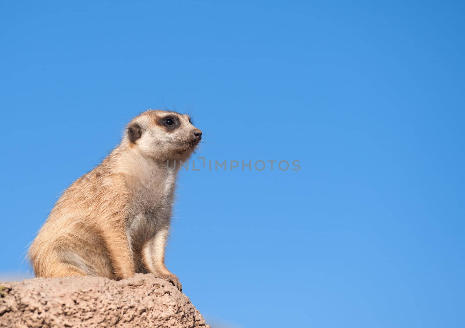 Meerkat (Suricata suricata) with copy space.