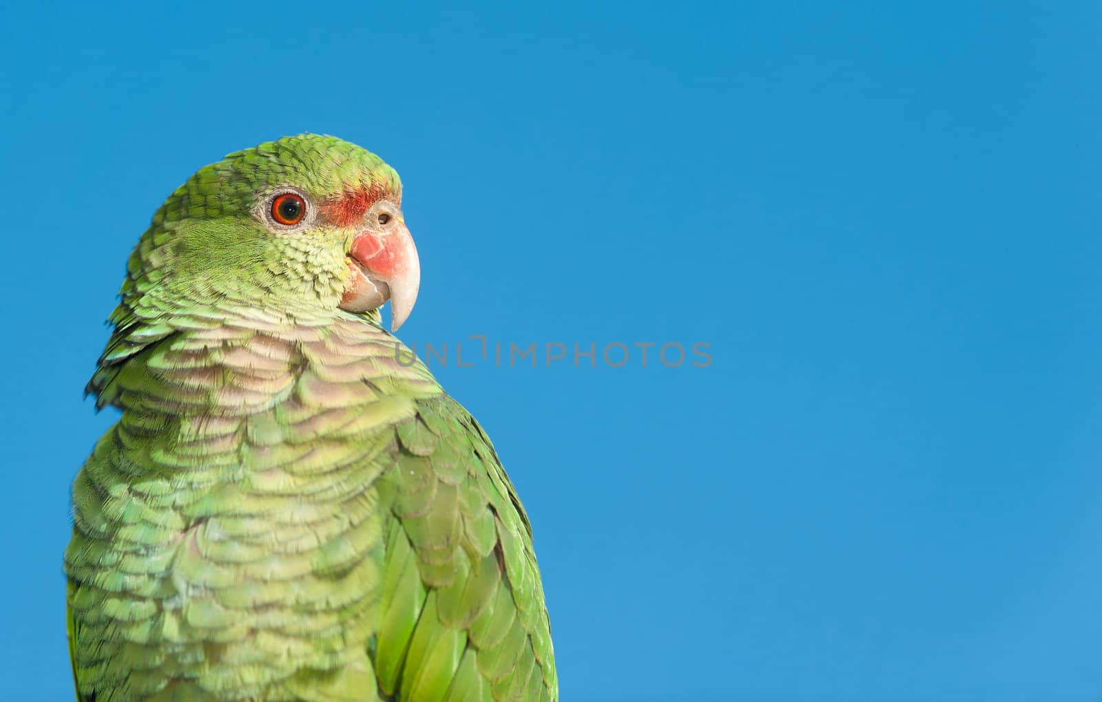 Parrot portrait looking to the right, with copy space.
