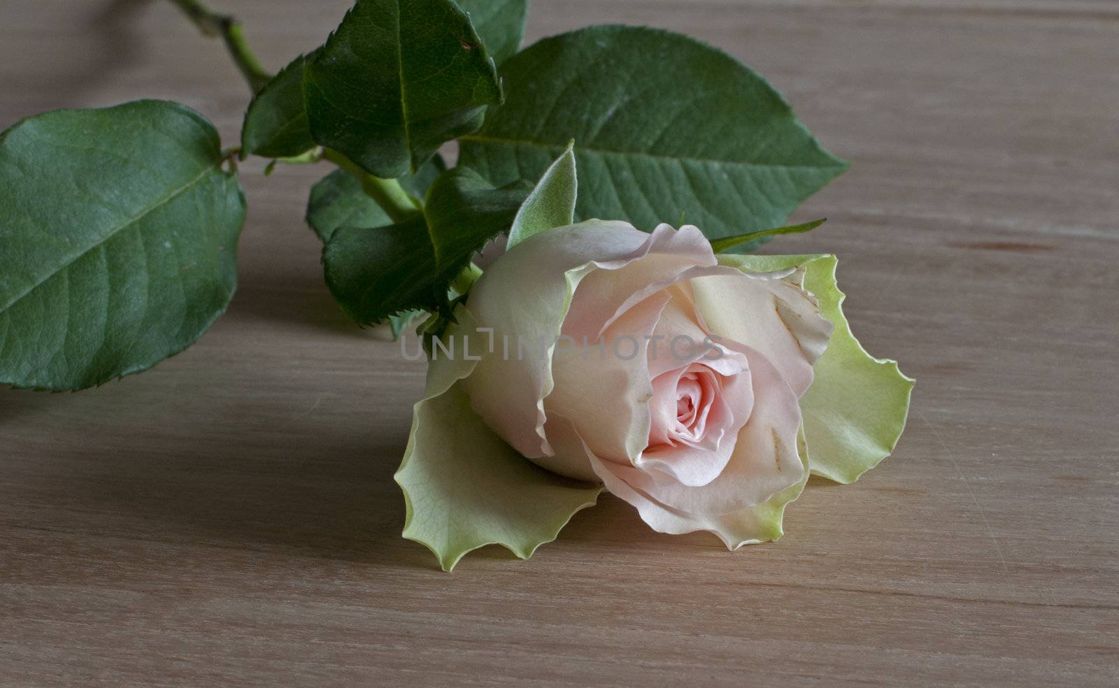 pink rose of love on wooden table