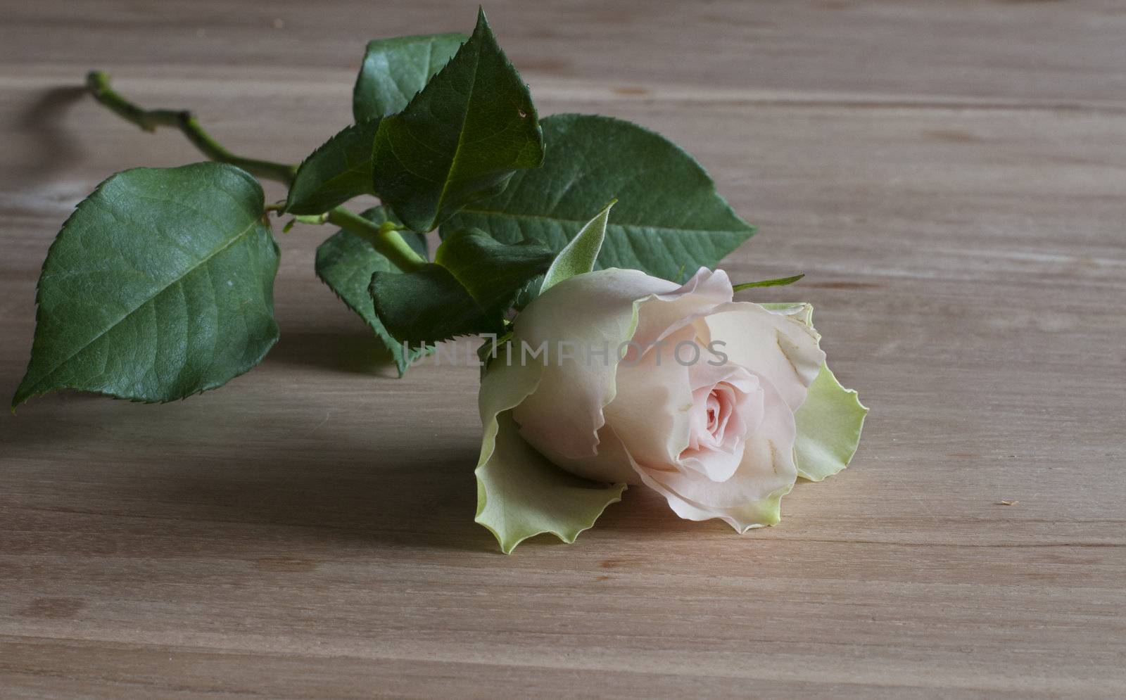 pink rose on wooden table with green leaves