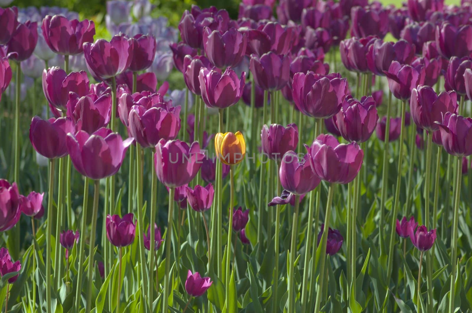 close up of red and yellow tulip at sunset