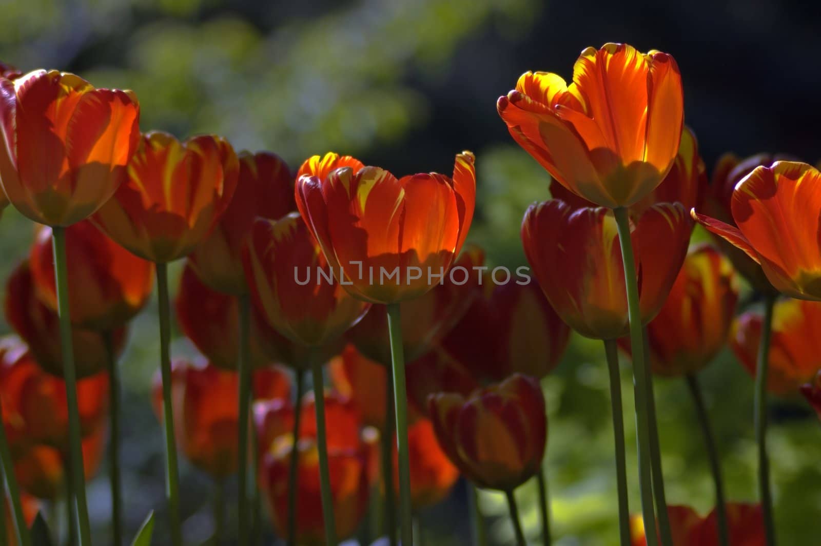 close up of red and yellow tulips at sunset