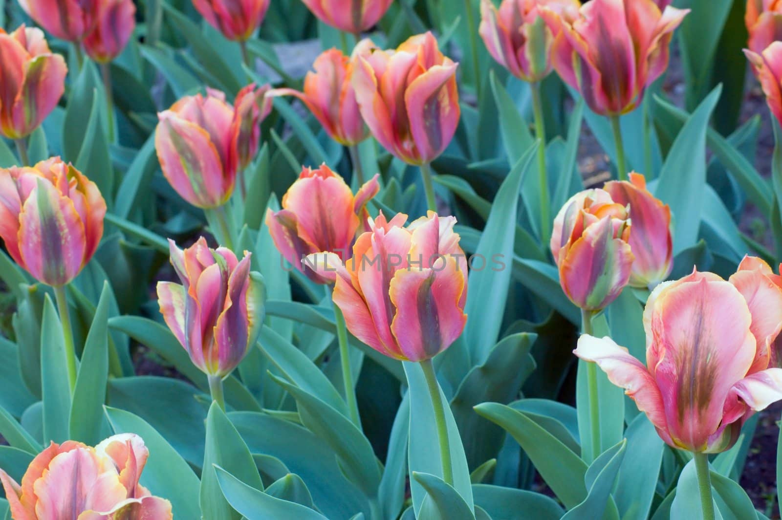 close up of red and yellow tulip on dark background