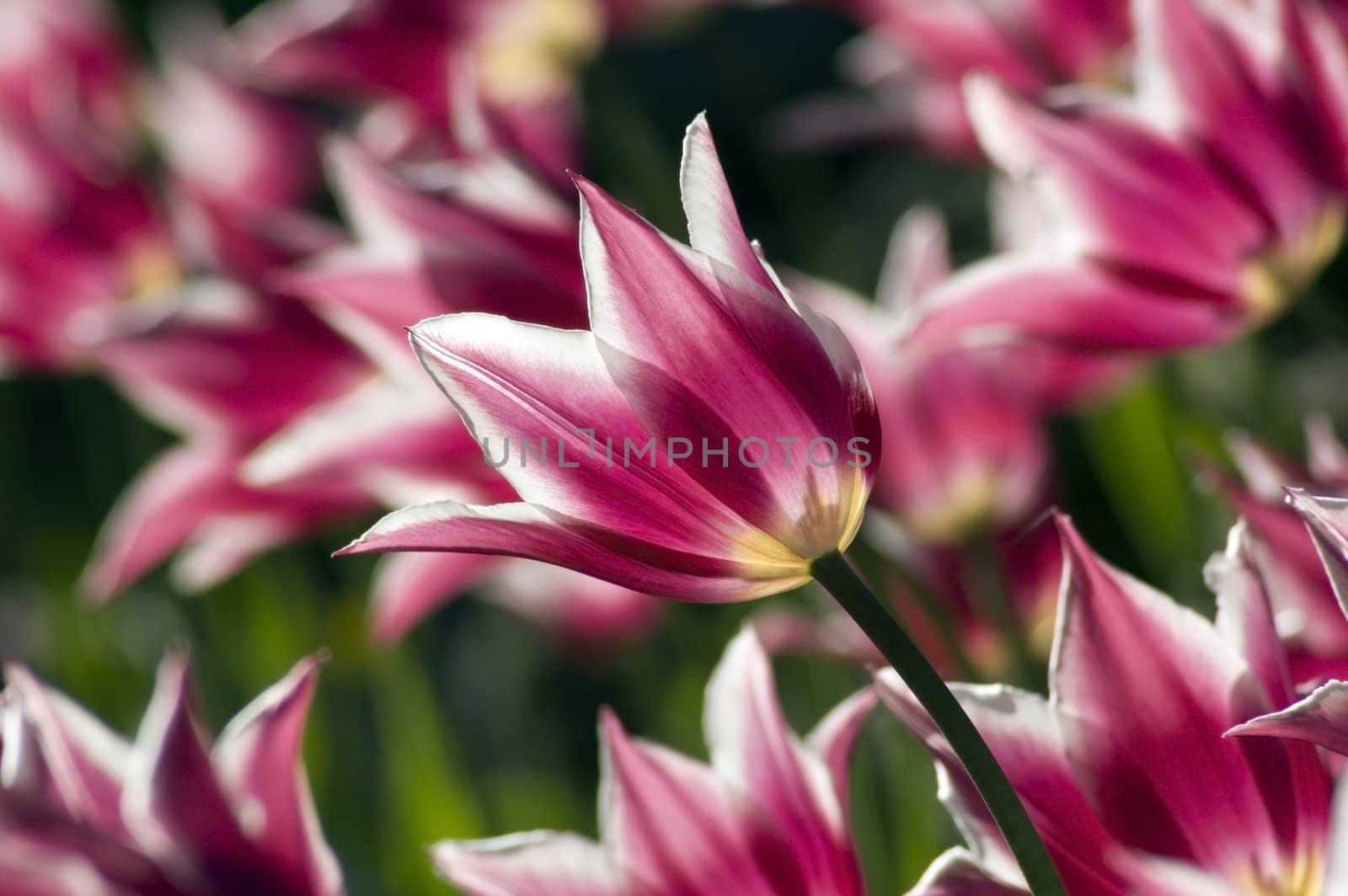 close up of raspberry pink and white tulip on dark green background