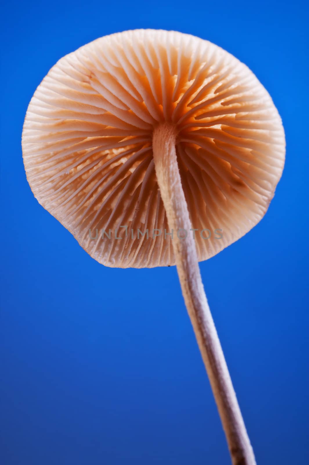 Close up studio shot of a fungus in blue background.