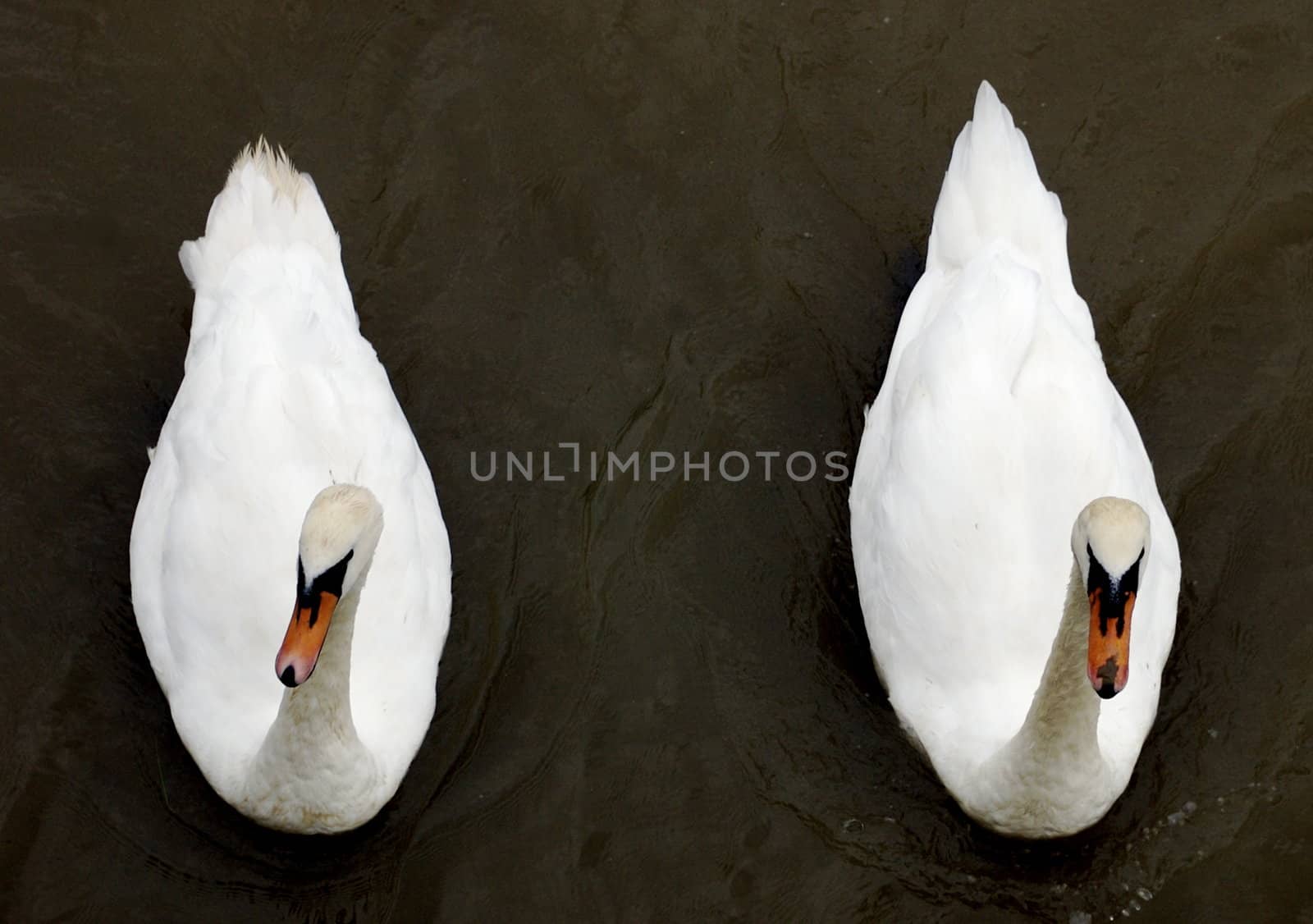 Two Swans Side By Side by PrincessToula