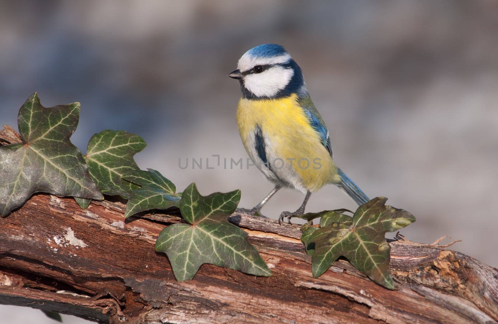 Blue tit (Parus caeruleus) by camerziga