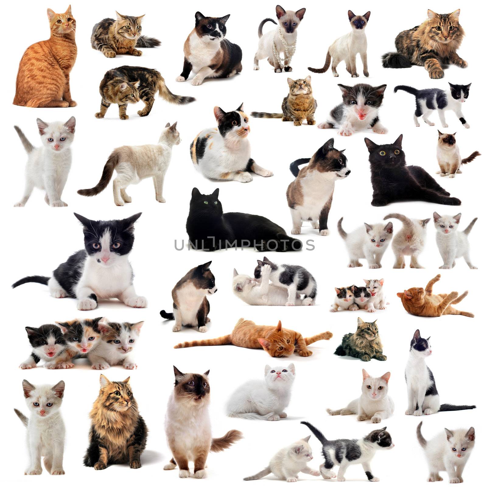 cats and kitten on a white background