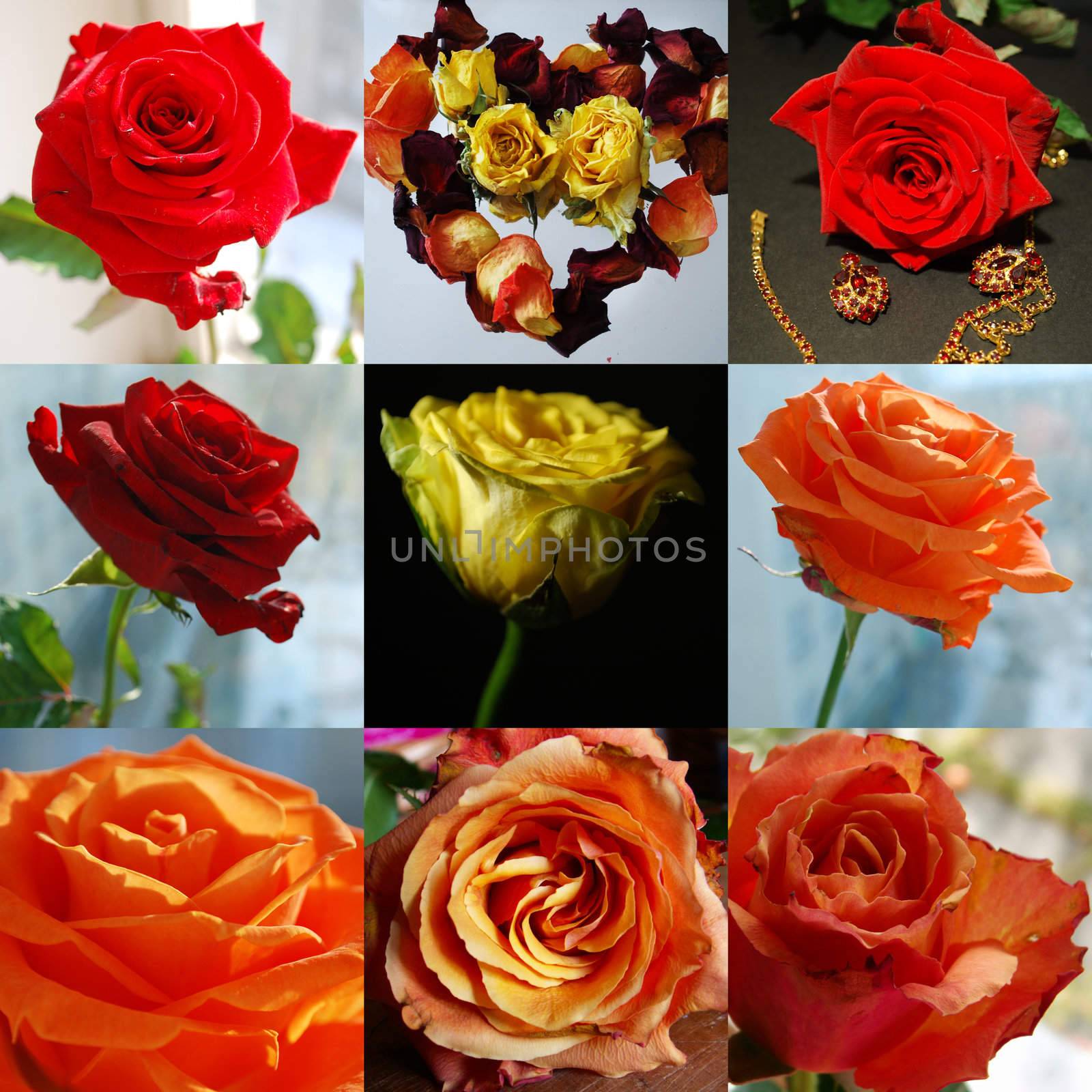 roses collection by sarkao