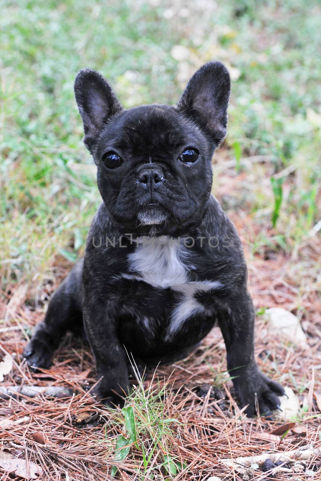 puppy french bulldog  by cynoclub