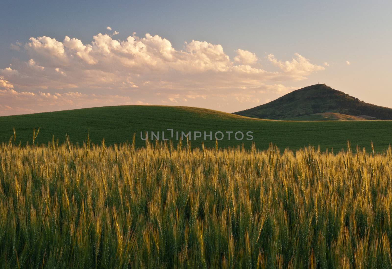 Ripening wheat fields and Steptoe Butte at sunset in early summer, Whitman County, Washington, USA