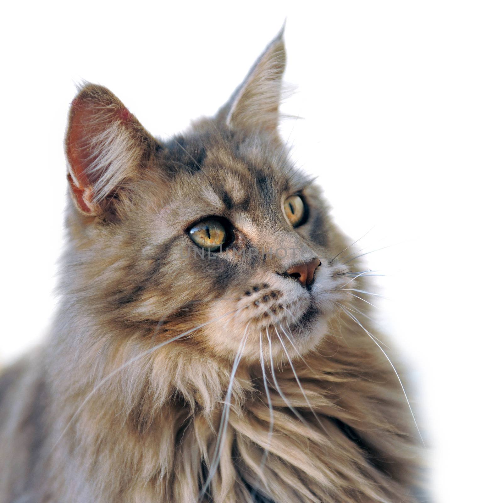 portrait of a purebred maine coon cat on a white background