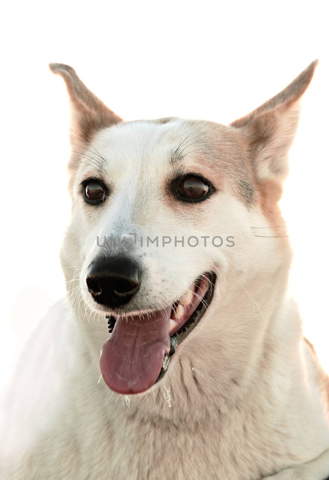 Portrait of a dog. A winter portrait of a hunting dog close up. Isolate on white. (Canis lupus familiaris) 