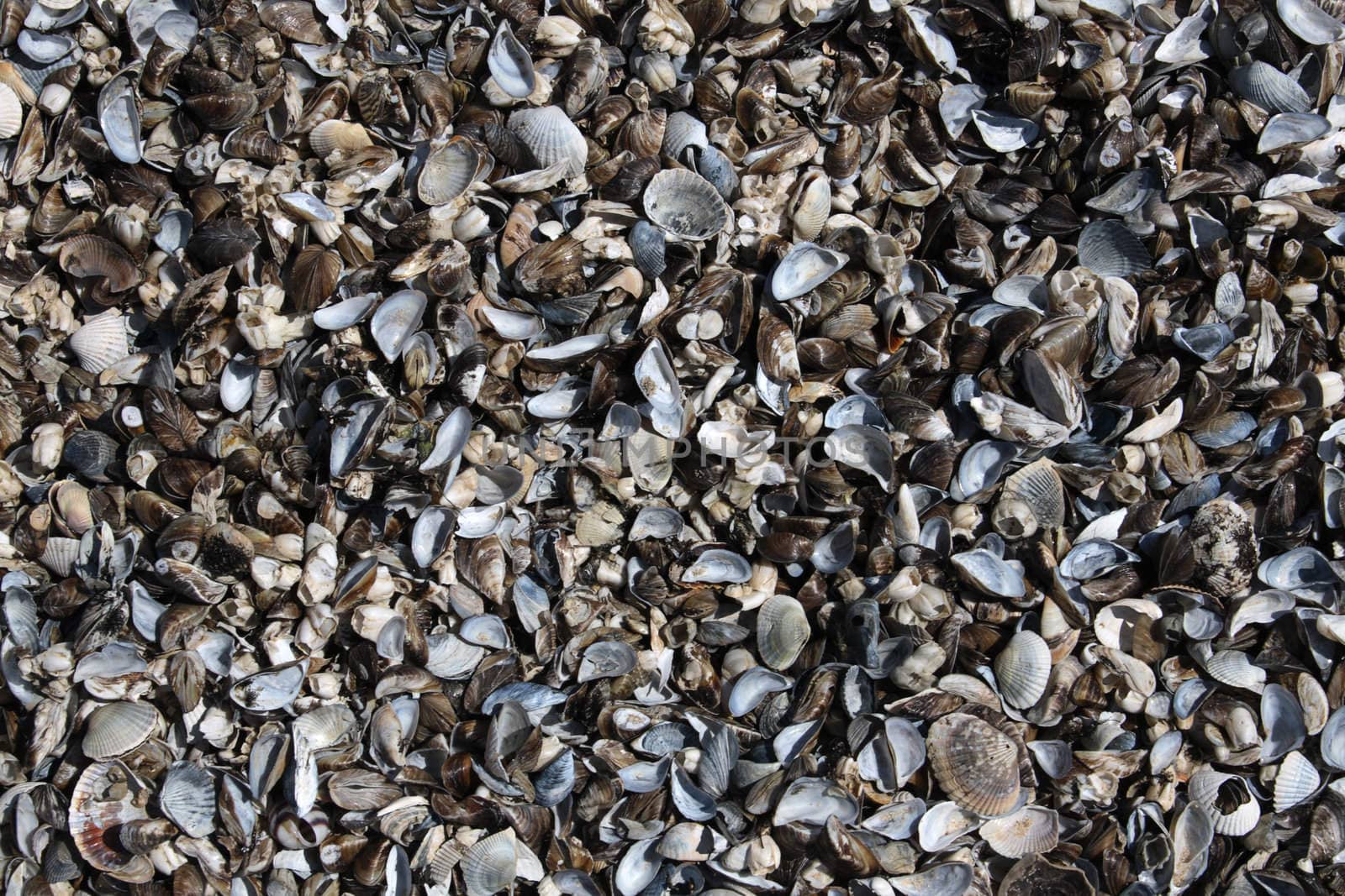 Lots of seashells on a shore