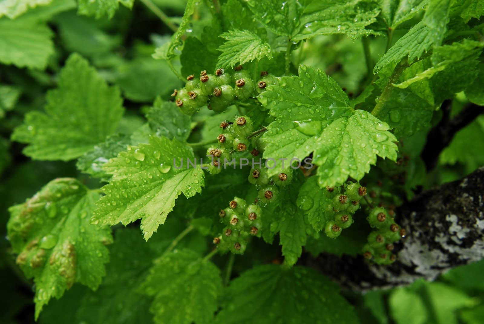 currant in spring by severija