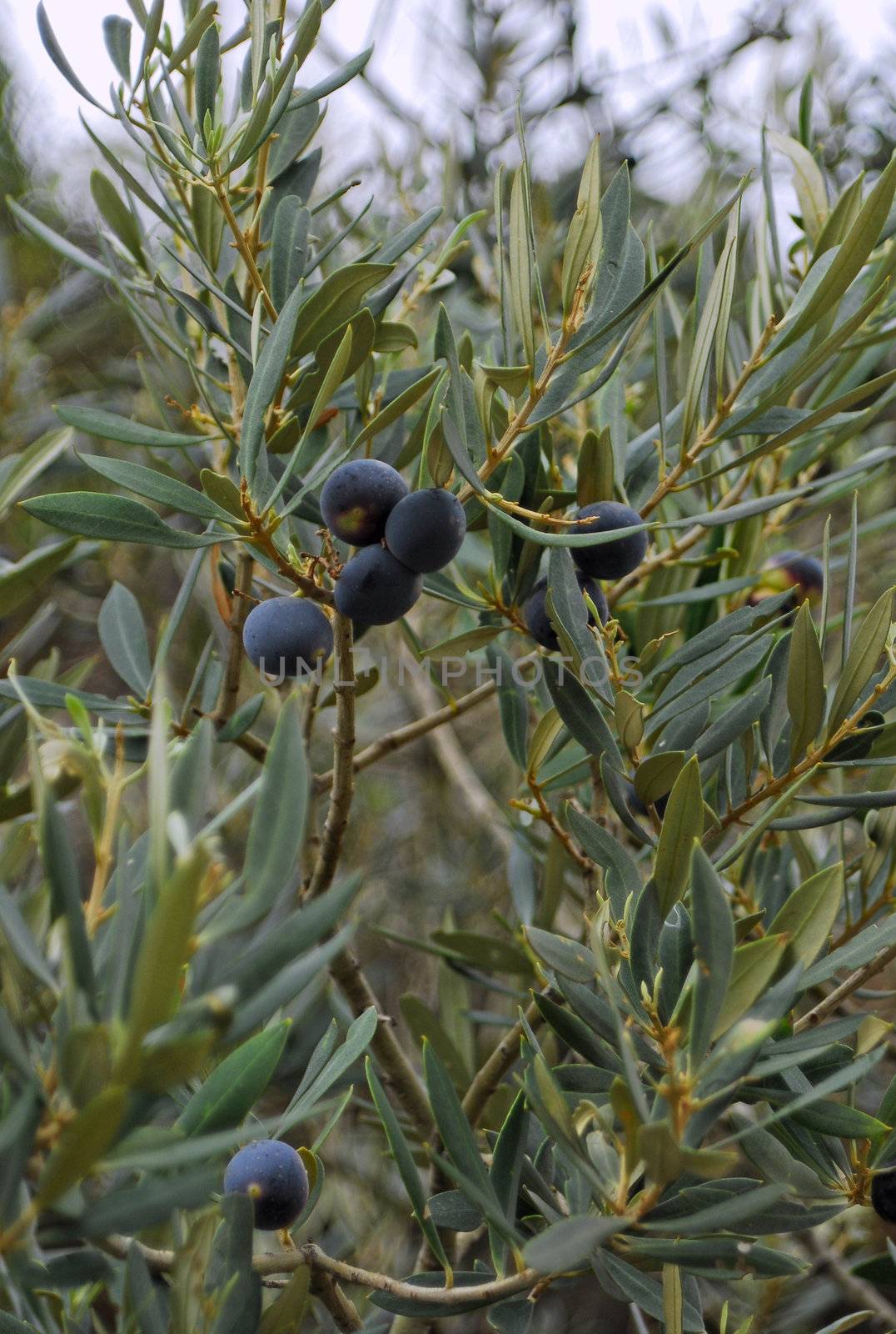 olive tree by severija