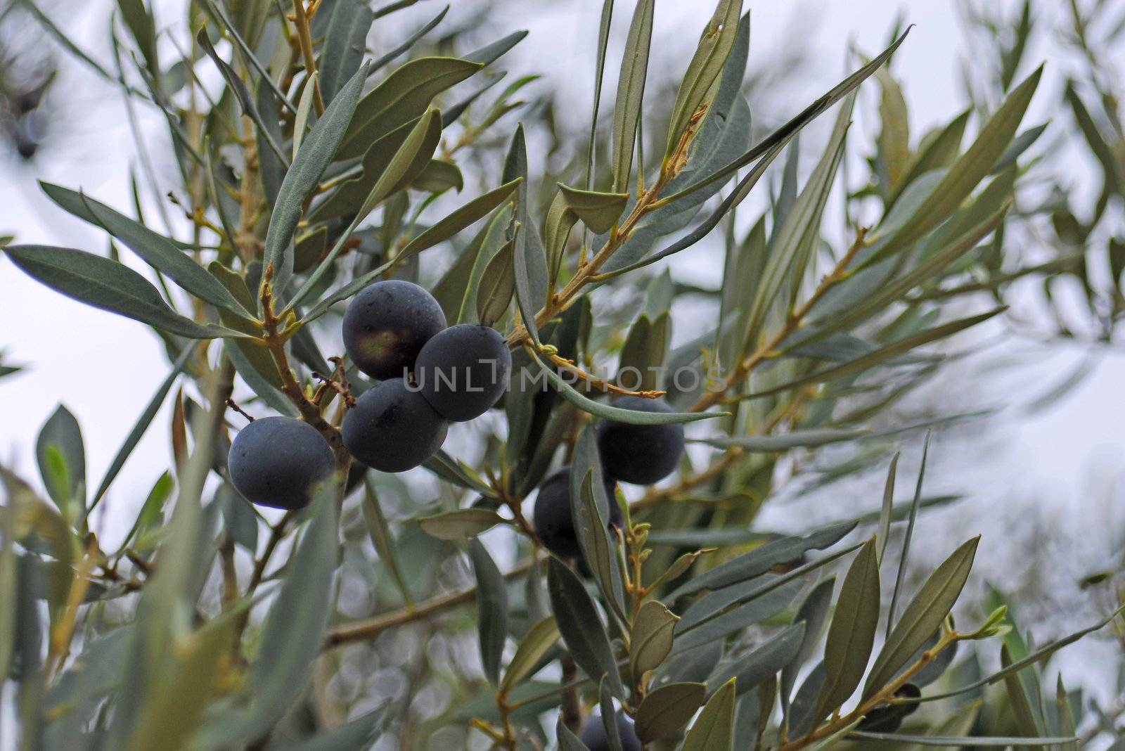 olive tree by severija