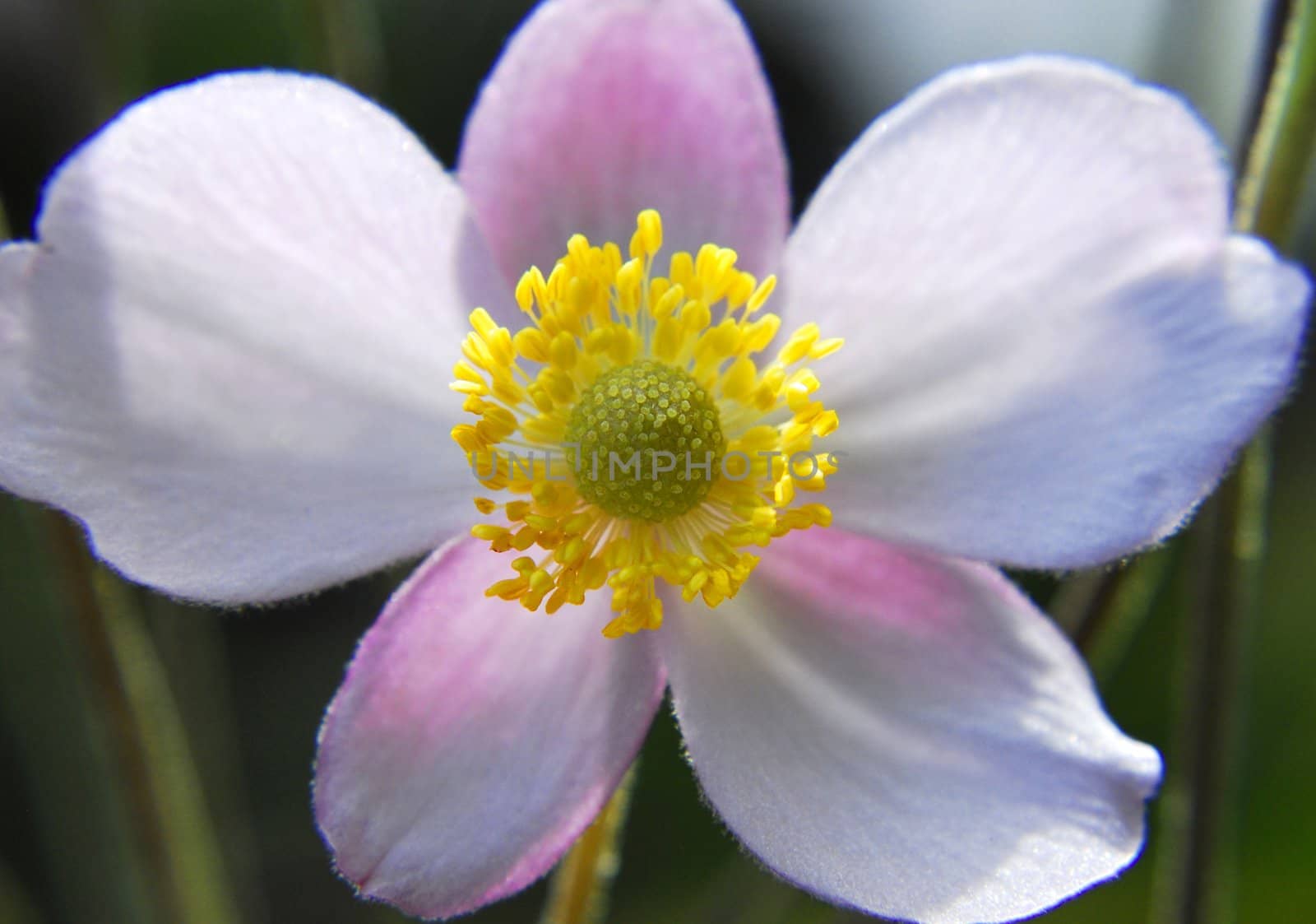 Anemone-Japanese