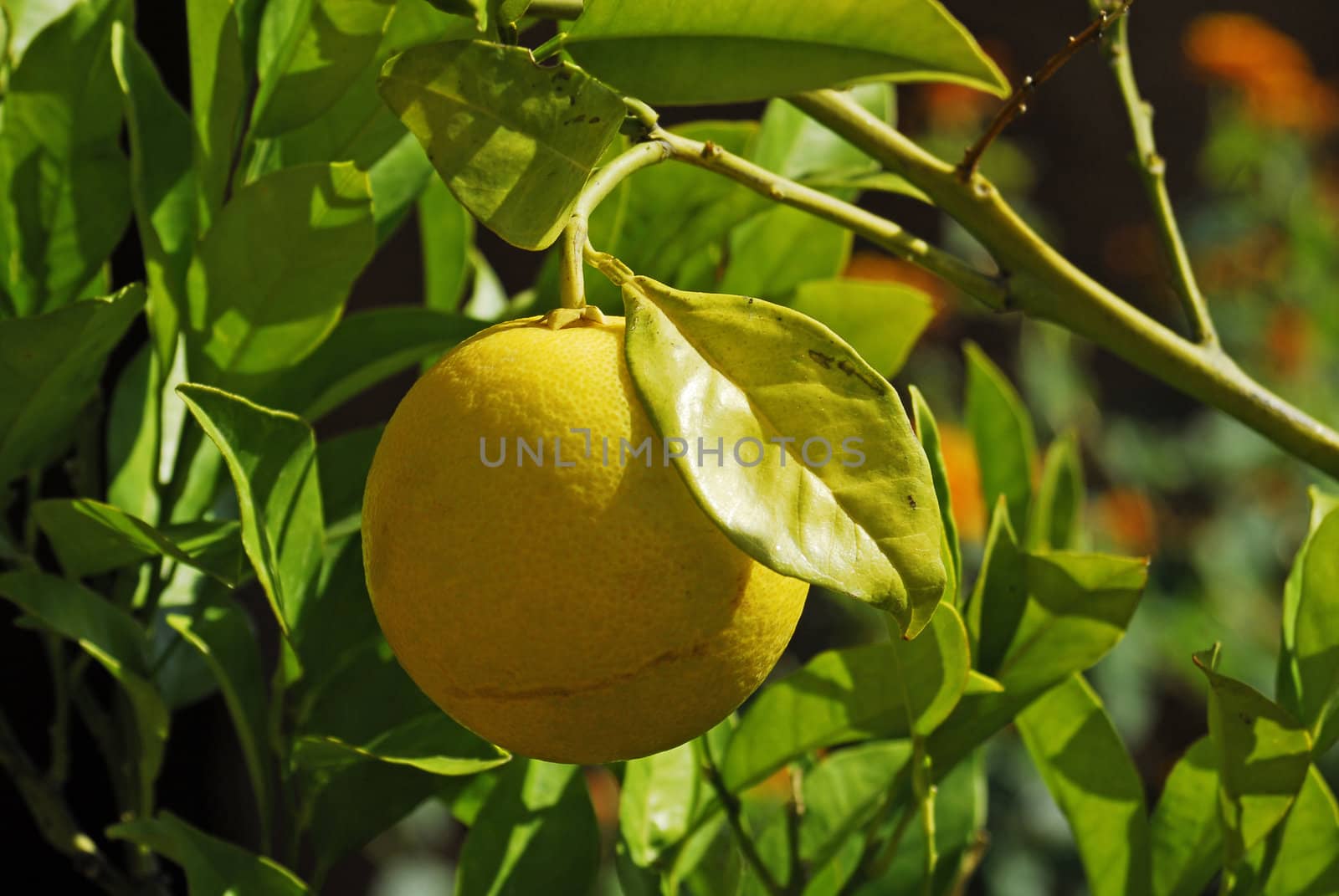 lemon tree by severija