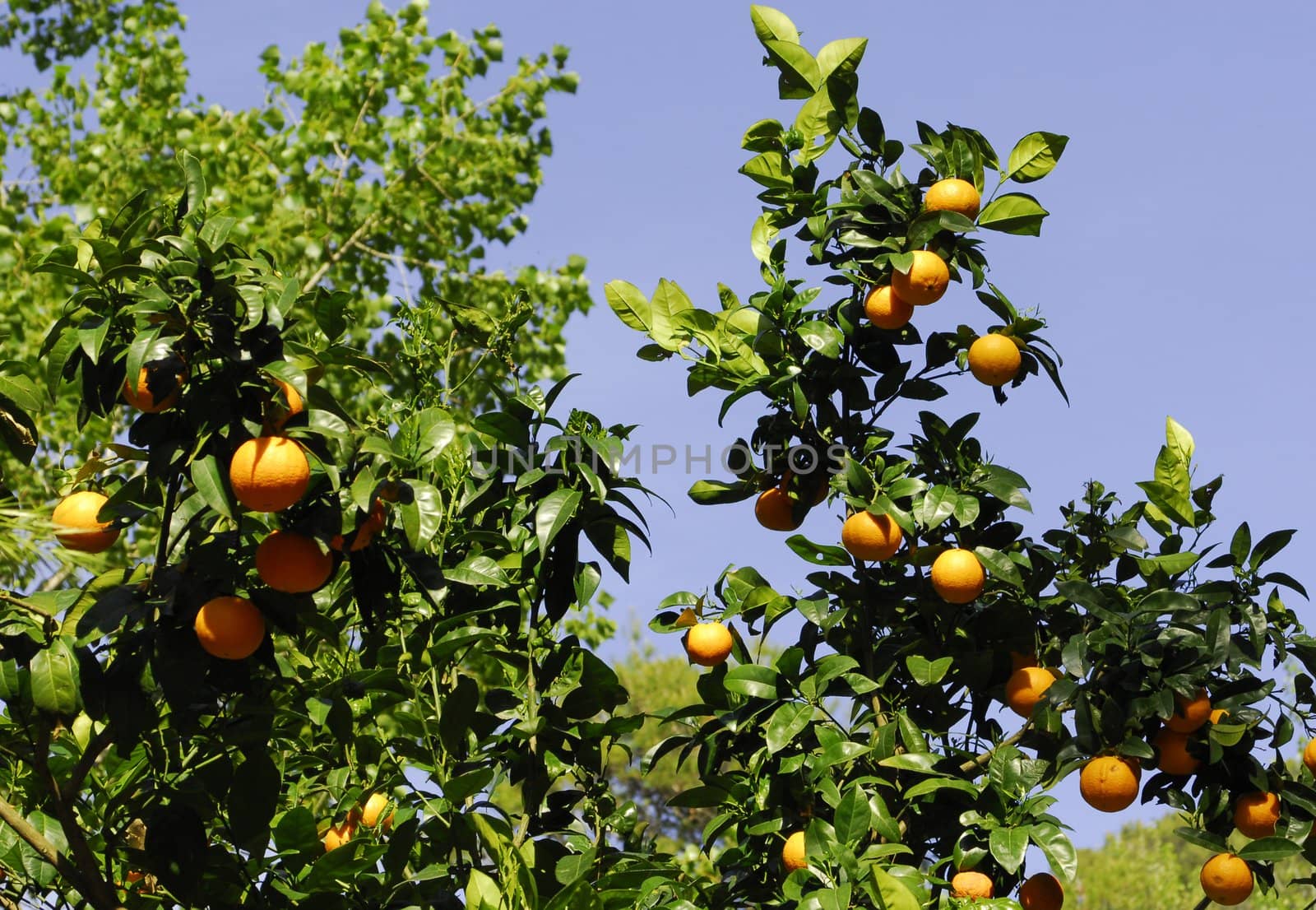 mandarine tree by severija