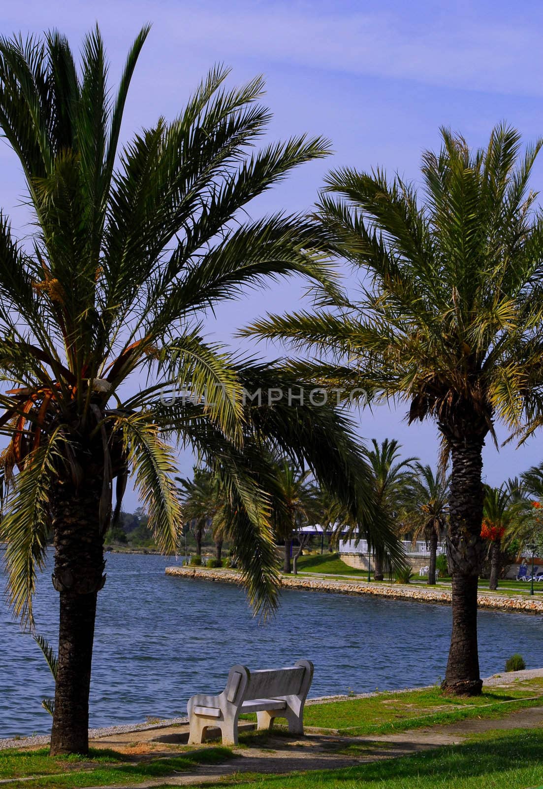 palm tree by severija