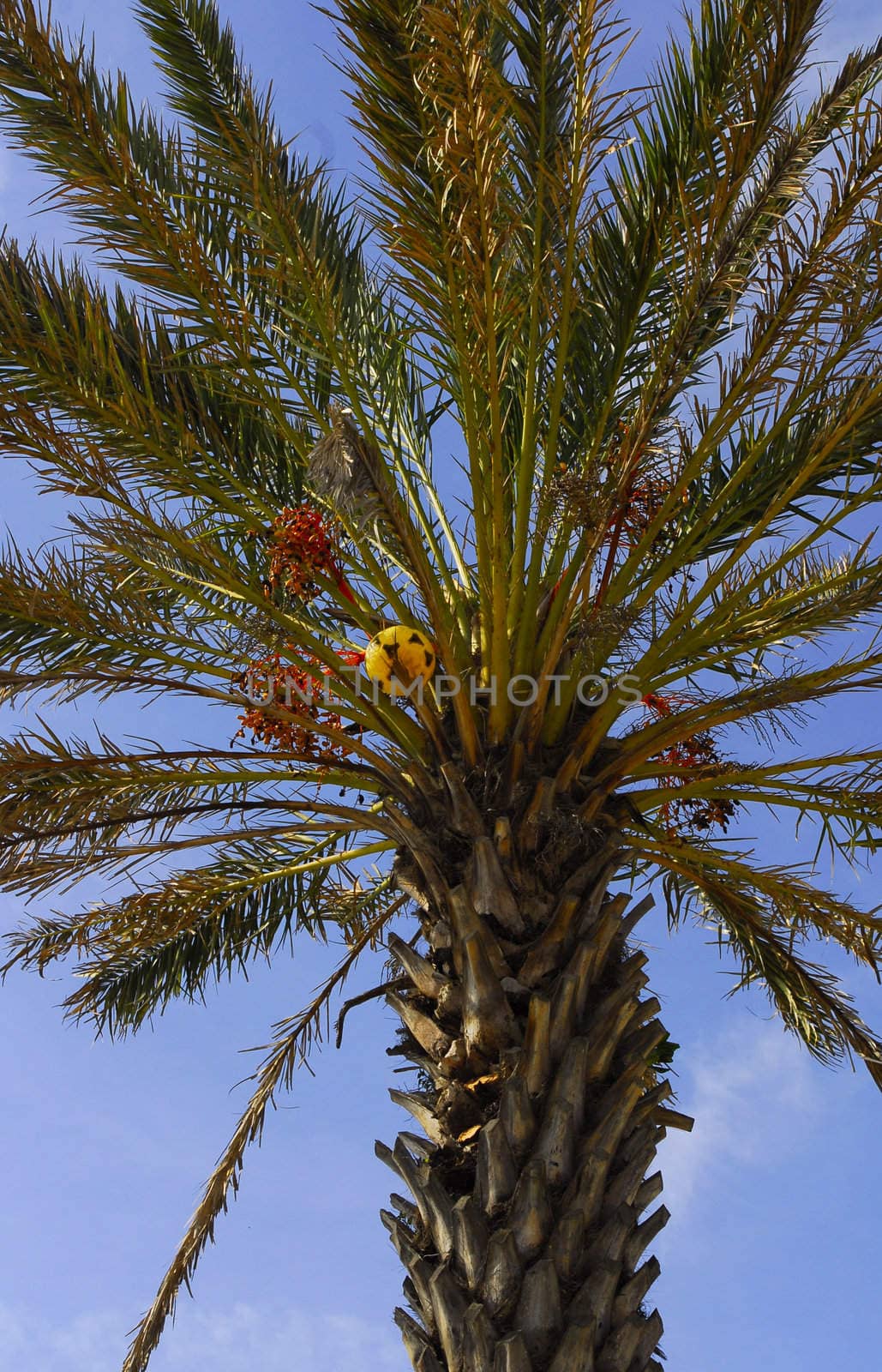 palm by severija