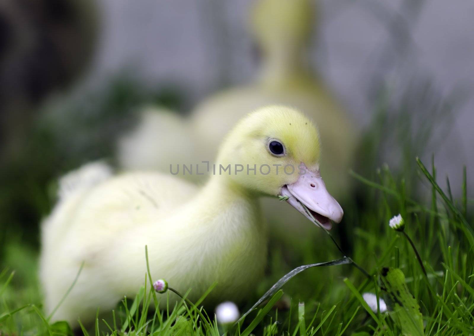 a duckling eating grass