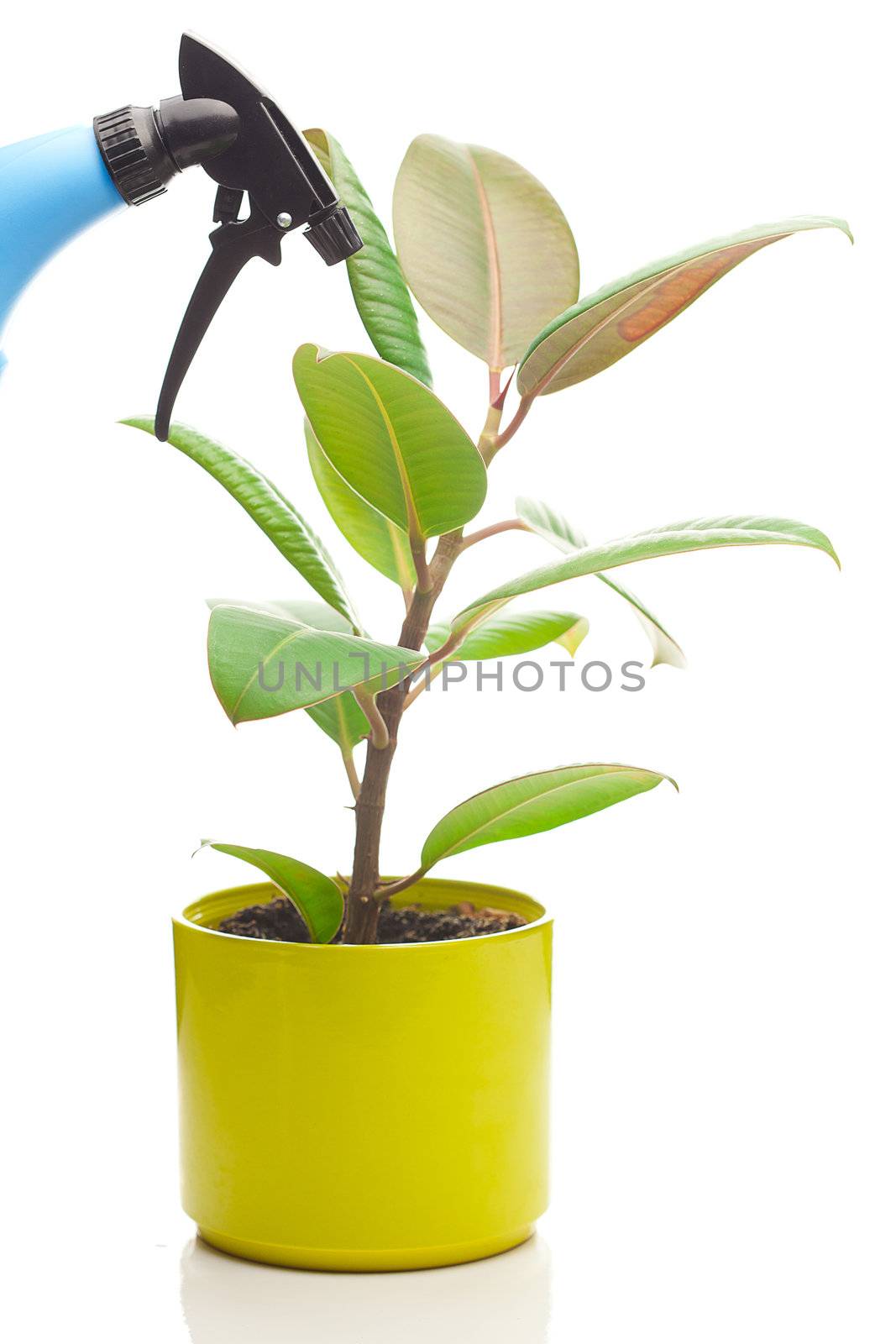 ficus flower in a pot and spray gun isolated on white